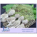المأكولات البحرية المجمدة الأخطبوط IQF